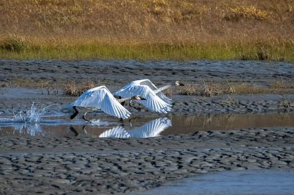 Comment choisir une tente pour un camping en région de toundra en automne?